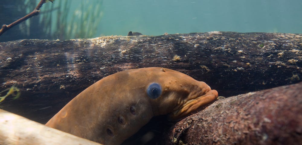 Photo: A Pacific lamprey is suctioned on to a rock underwater and the characteristic blue “eye” spot is visible.