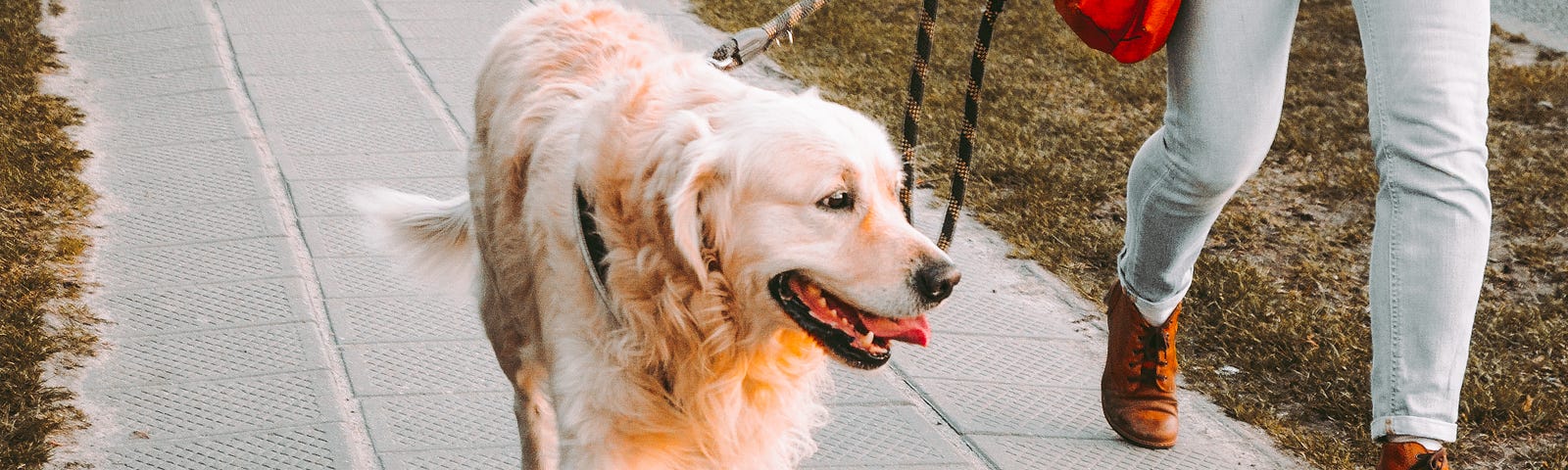 Person walks a large dog on a leash.