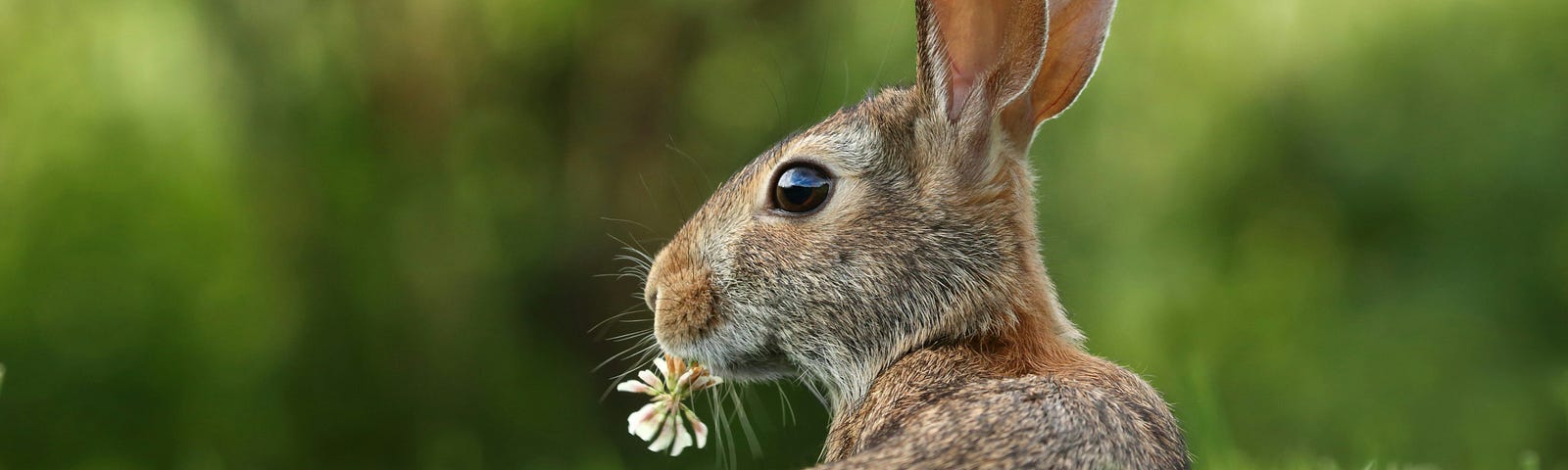 Side-on view of a rabbit in a field of green, with ears upright and a white daisy in its mouth, looking back  at the viewer alertly.