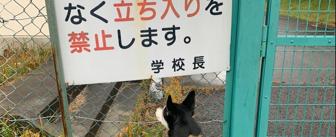 My dog in front of a school sign that says “Keep Out”
