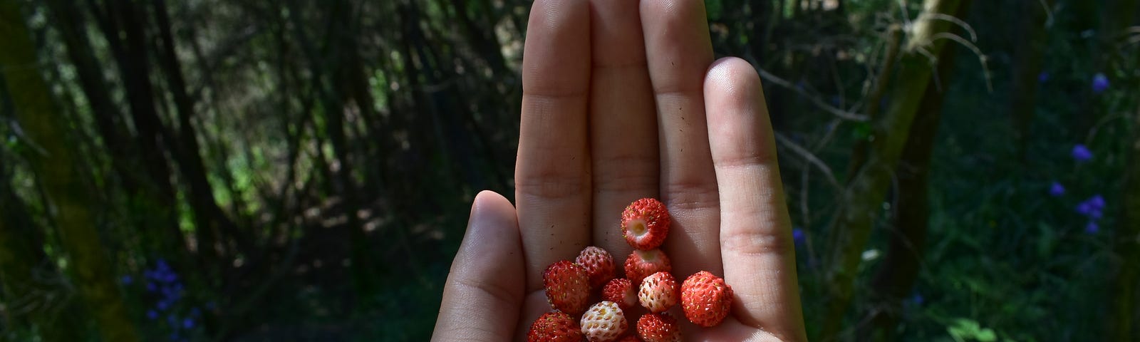 A human hand holds a handful of wild strawberries with a forest filled with trees, grass, and wildflowers behind