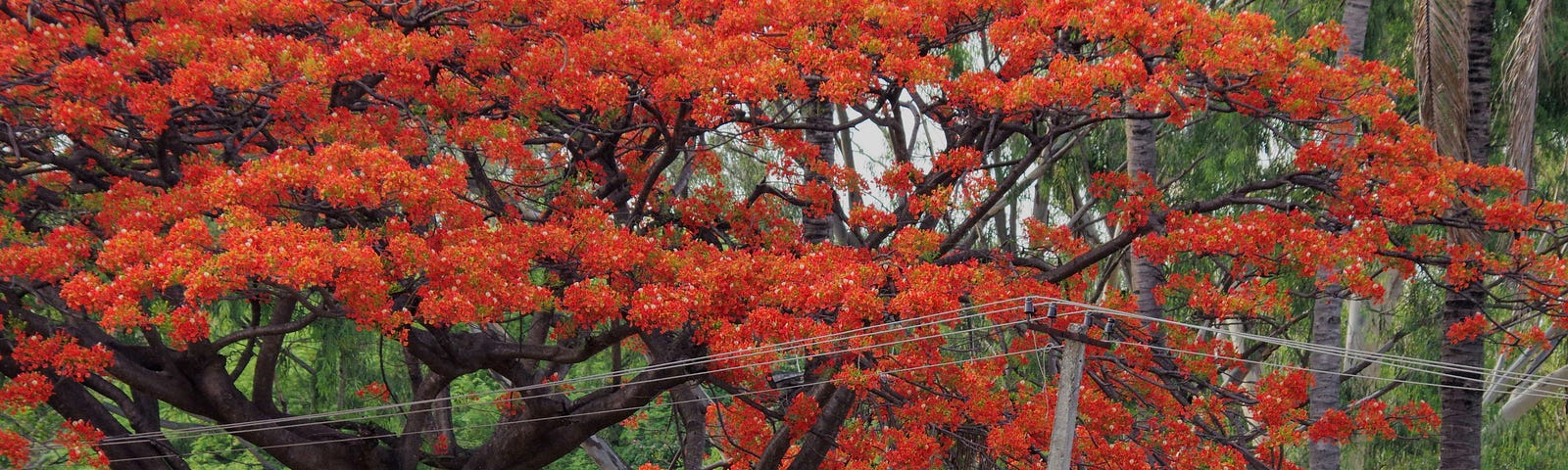 Gulmohar