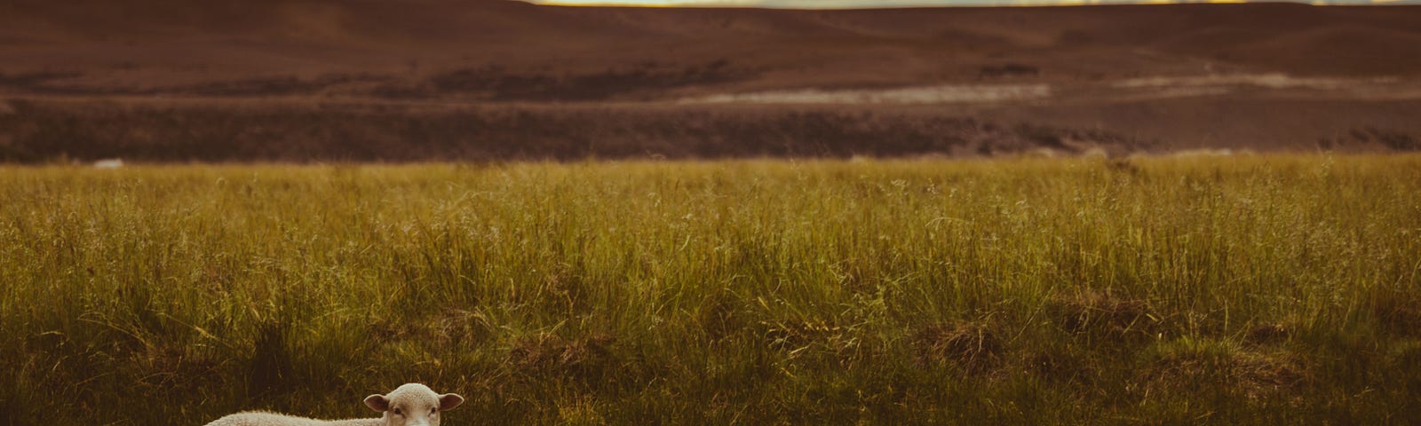 Sheep standing still by a field, staring front.