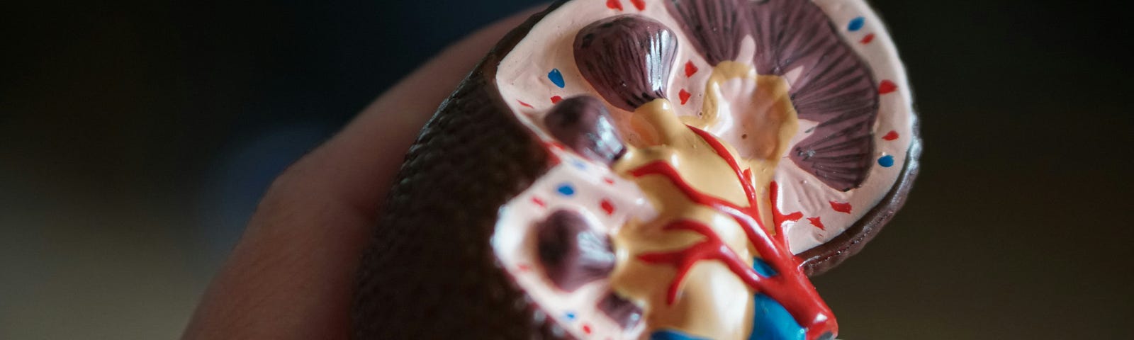 A photo of a plastic model of a kidney