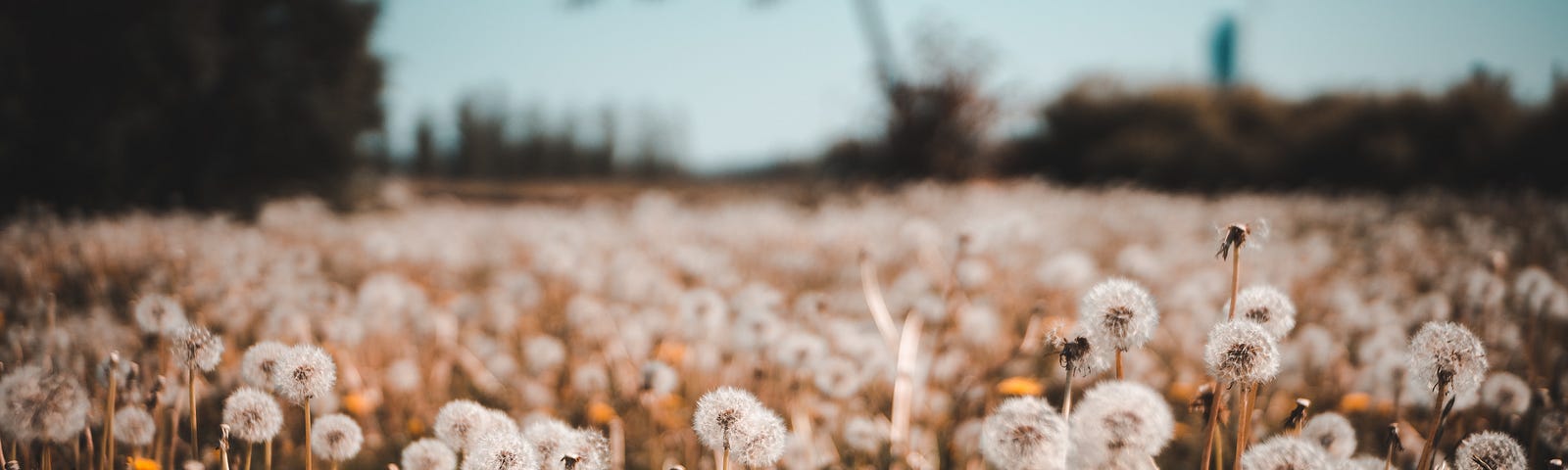 A field covered in dandelions in a rose-colored hue.