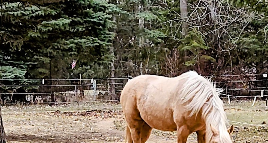 A palomino horse is eating his hay on the ground.