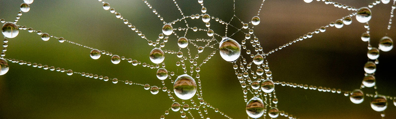 Close-up of beautiful spider web with raindrops hanging on it like crystal jewels, against a blurred background of green and amber.