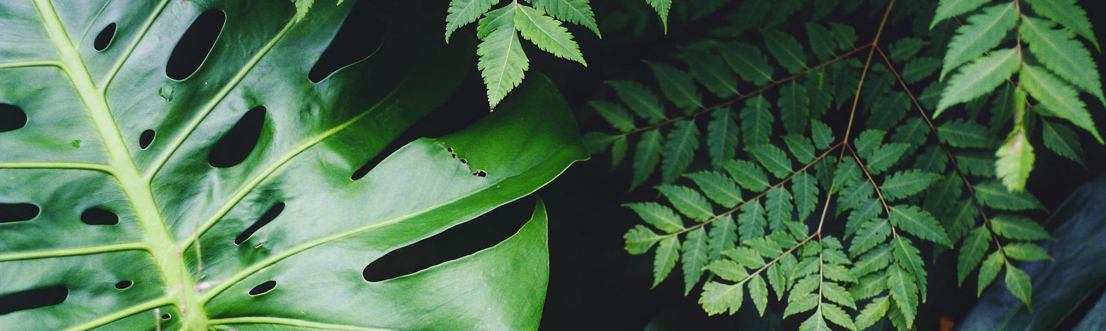 ferns and philodendron