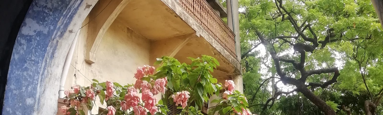 A portion of an old yellow house with a backyard and a pink rose bush is visible with some large trees in the background.