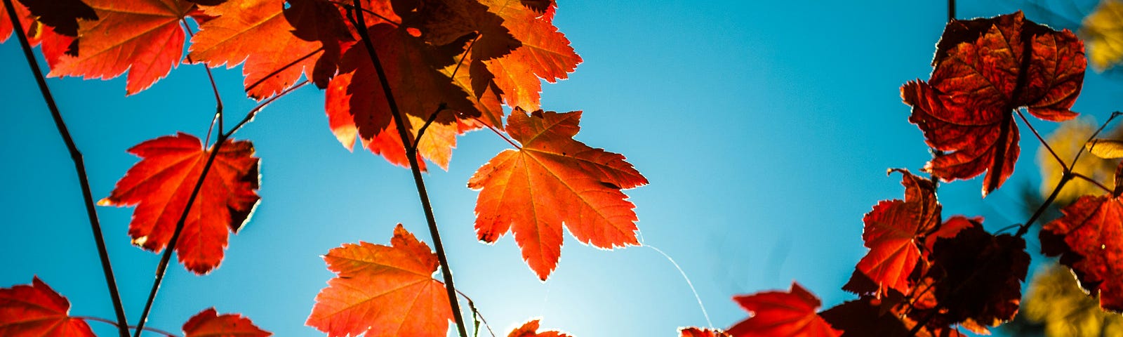 Reddish orange leaves of fall still on the limbs of a tree.