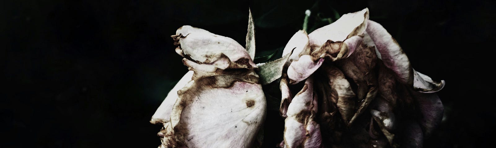 Flowers decaying