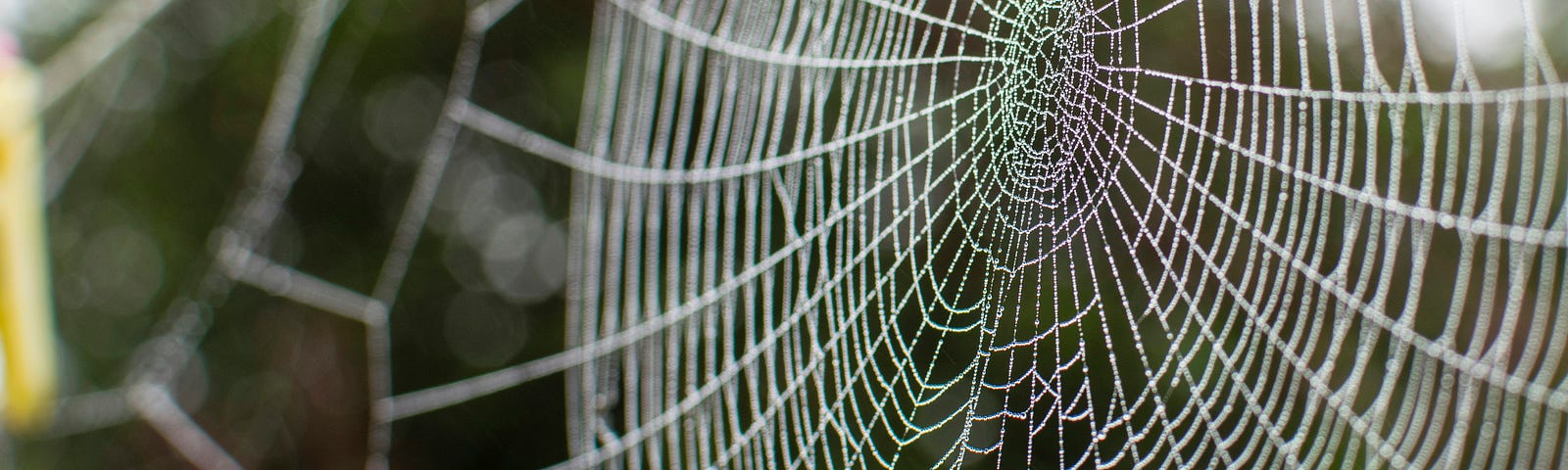 A shimmering spiderweb