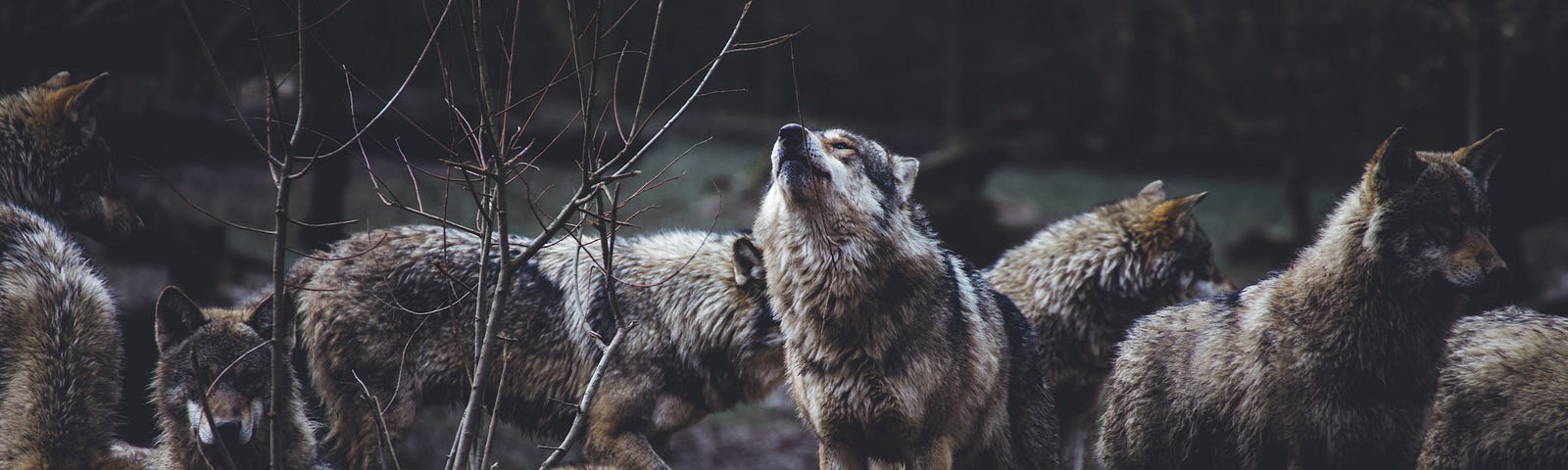 A pack of wolves, with one in the centre raising its mouth to the sky as it howls.