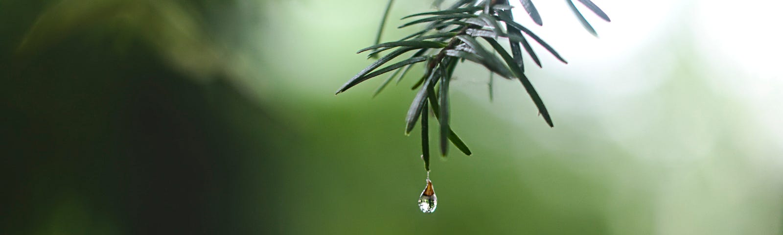 Drop of Rain Joys, peace and music