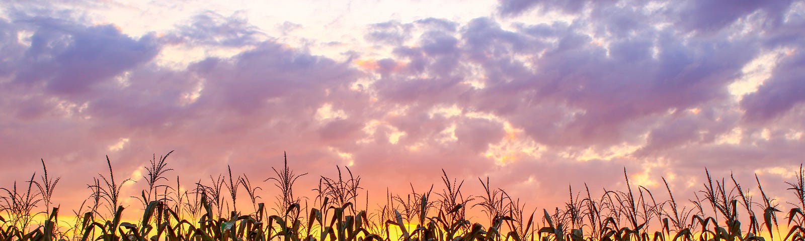 This image shows a cornfield with a sunset and a cloudy sky.