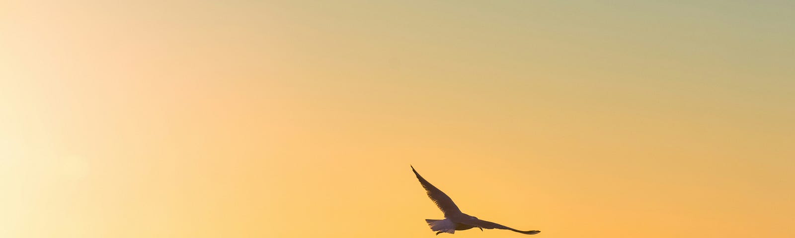 Bird soaring over the ocean