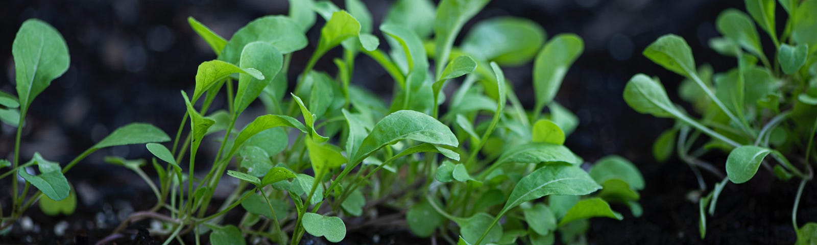 Growing arugula in your home garden is an excellent way to spice up your veggie menu.