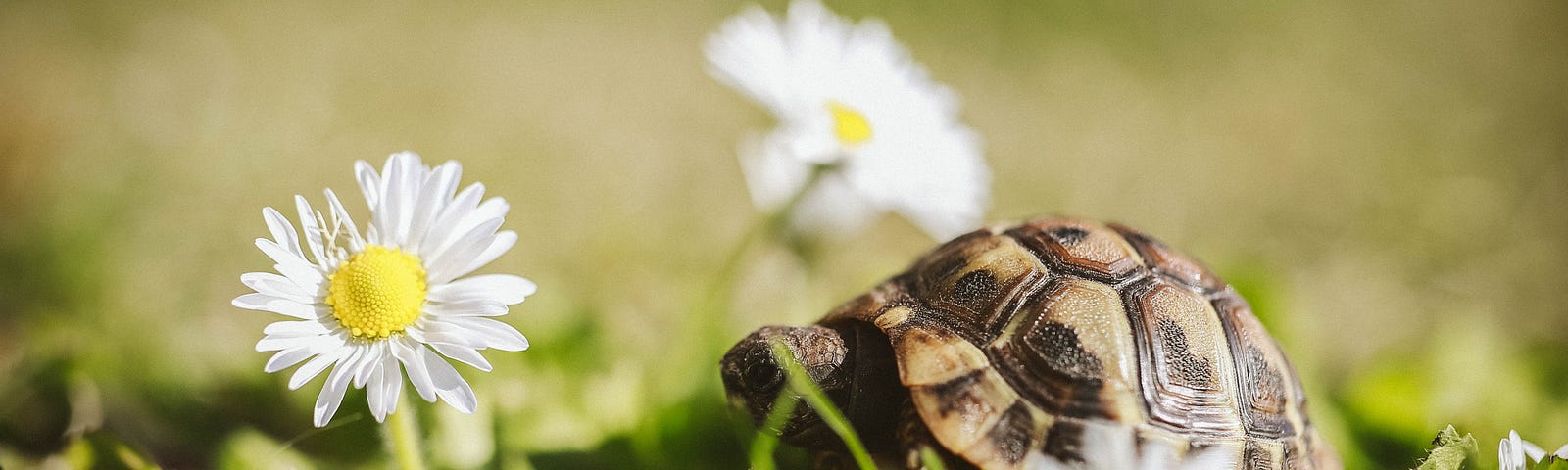 A small tortoise on grass with daisies.