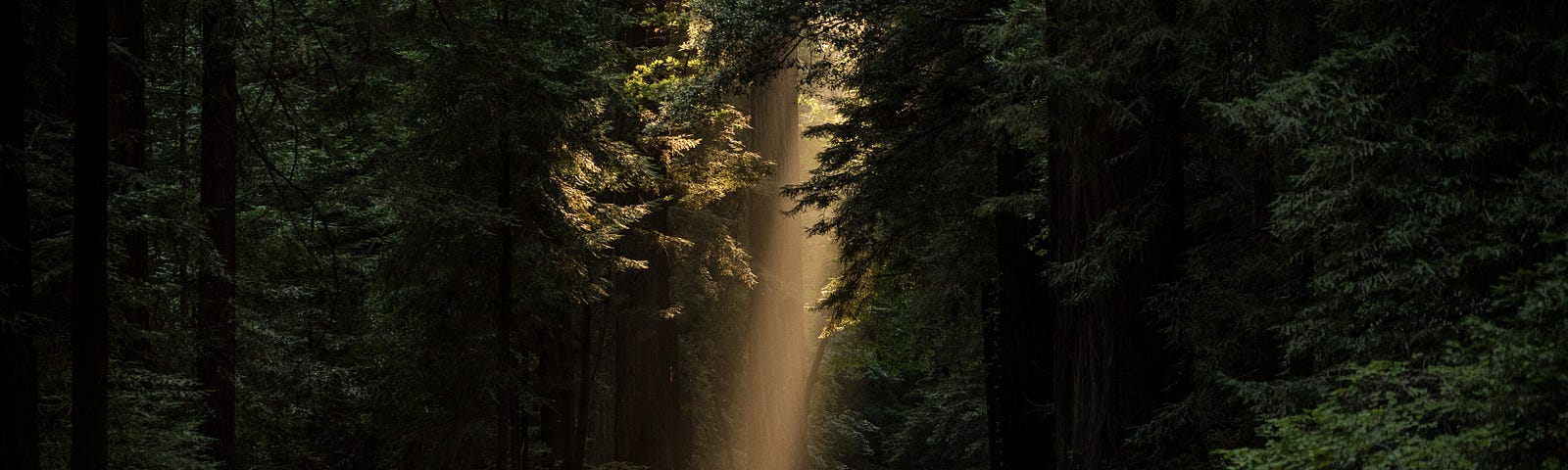 A road in a forest with a single beam of sunlight breaking through the trees