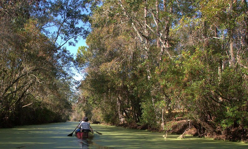 Okefenokee NWR Canal Run Trail 