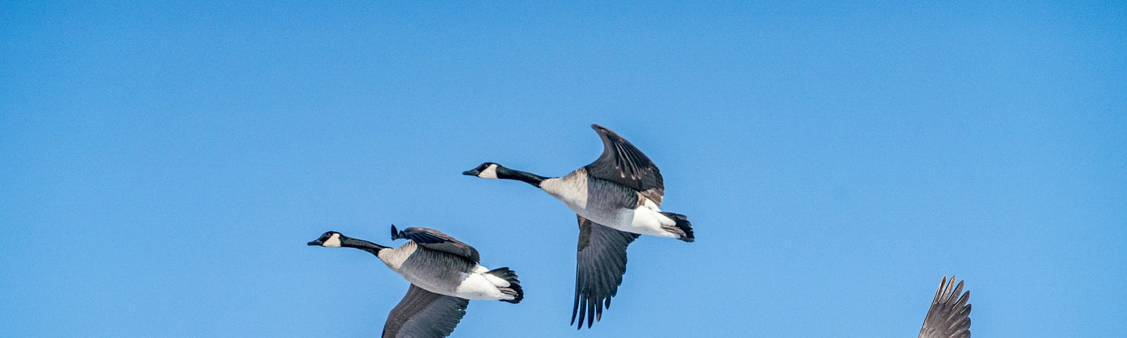 Five geese flying in formation.