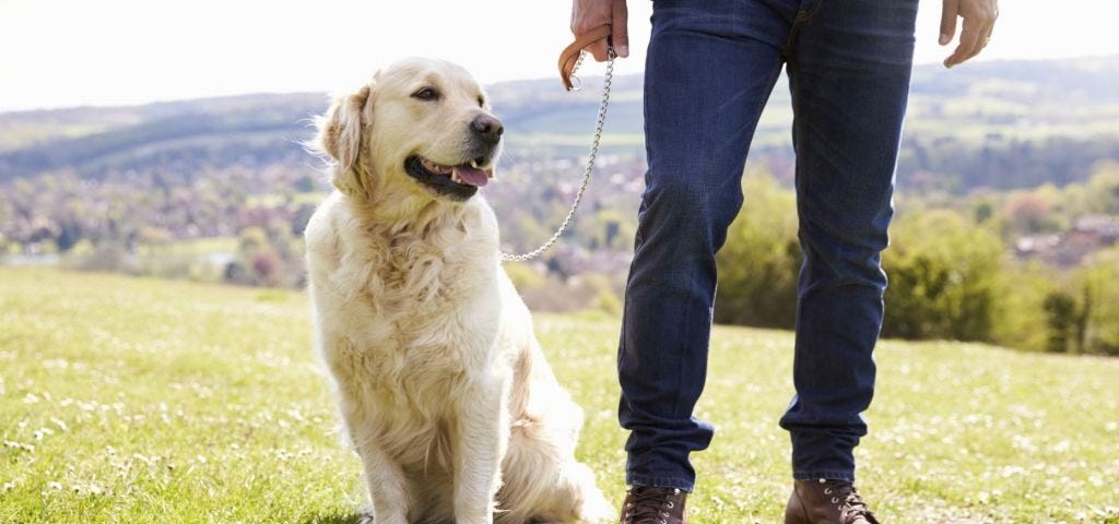 80 years in dog years