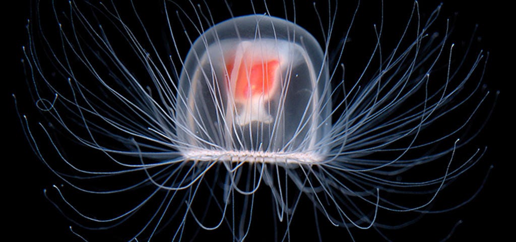 Picture of the immortal jellyfish.