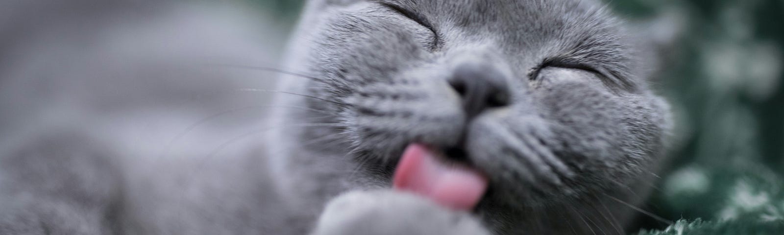 A serene grey cat peacefully grooming itself, embodying calmness and tranquility.