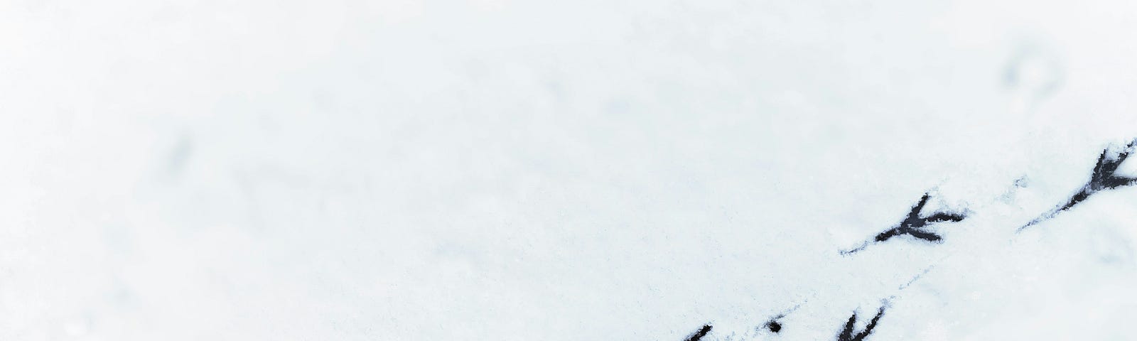 Black prints of a bird’s feet, in snow. They look like tiny jet planes, or a flock of geese flying.