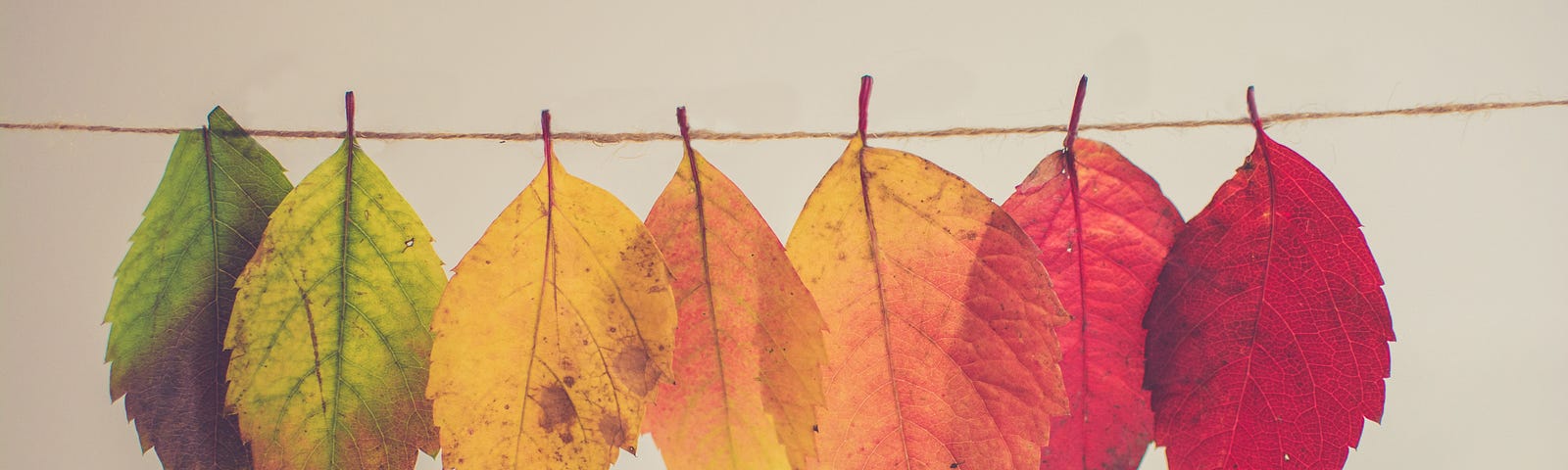 Seven leaves of a tree hanging on a string. Their colours change from lush green on the left to a deep red on the very right.