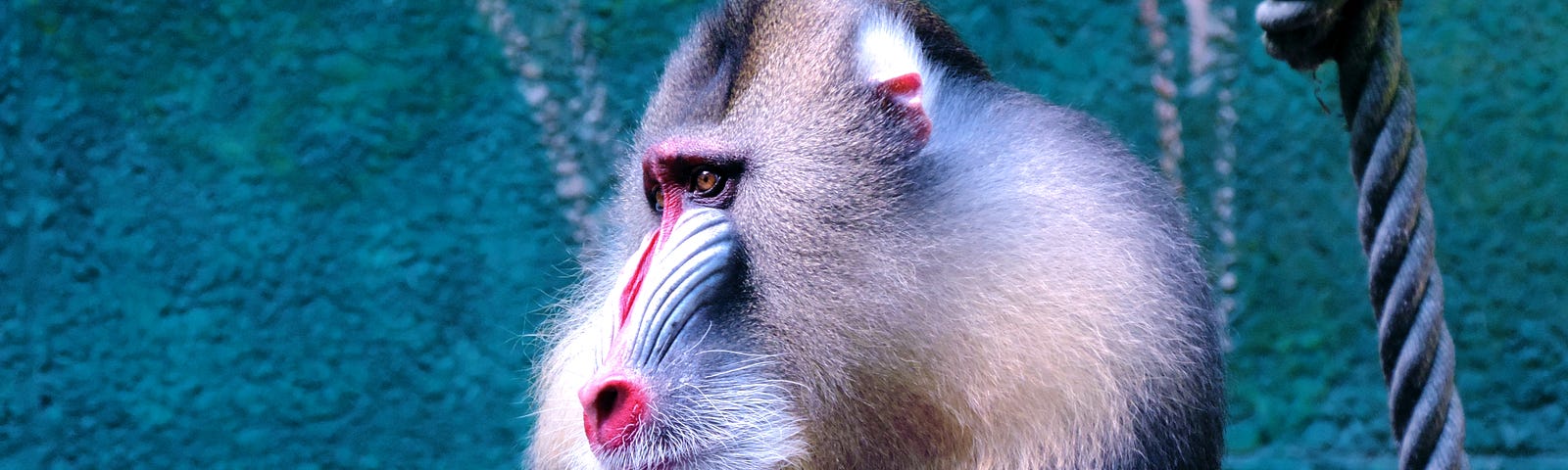 A mandrill sits with a pensive expression on his face. Baboon Fingers on Glass by Jim Latham