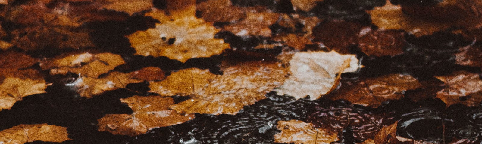 A bunch of brown, dead leaves float on a puddle of rain.