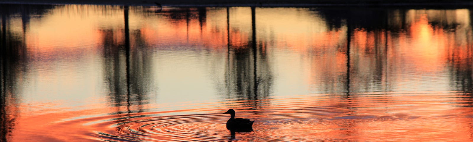 Mindful Meditation Exercises — A calm pond with a bird rippling the water