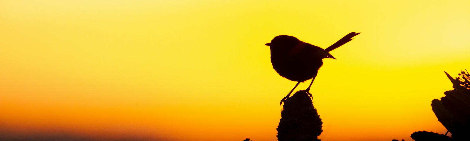 Silhouette of bird in front of the sunset