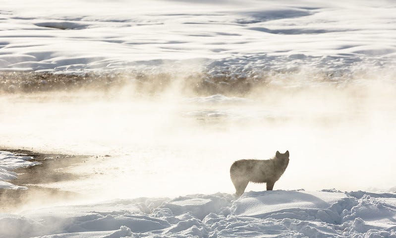 Gray wolf of the Wapiti Lake Pack is silhouetted by a nearby hot spring
