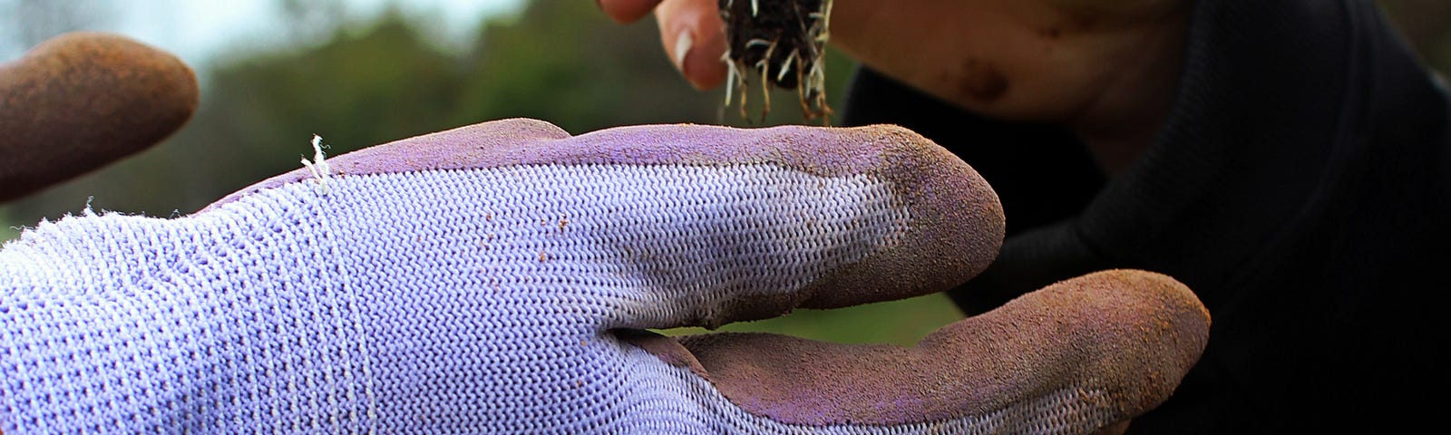 A gloved hand accepting a seedling