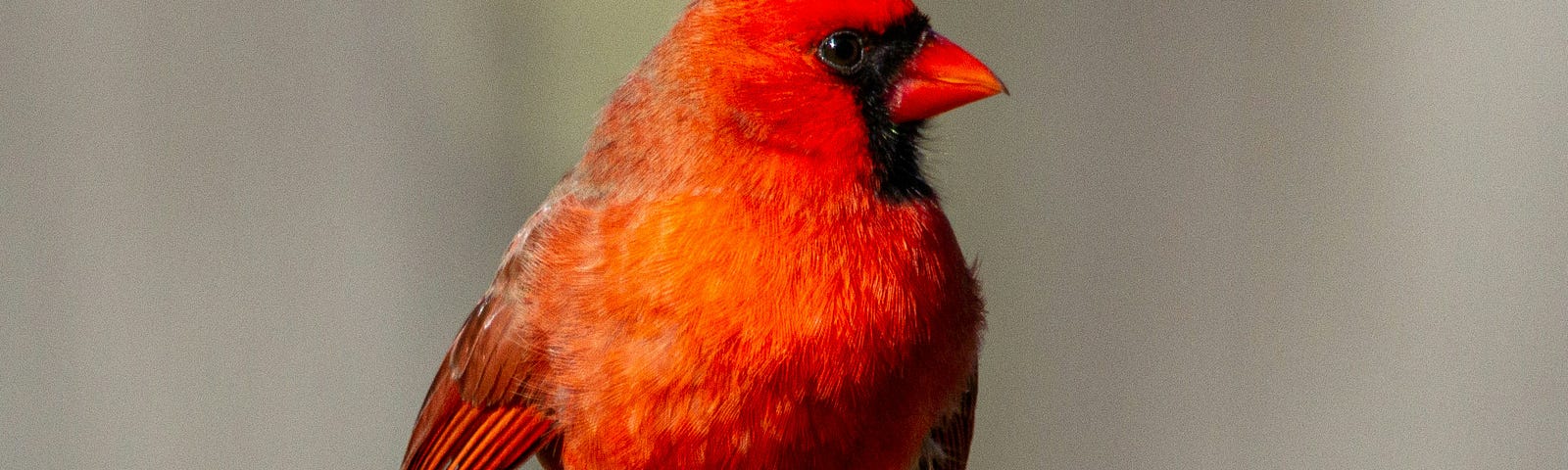 Northern Cardinal on a fencepost. Bright red male.