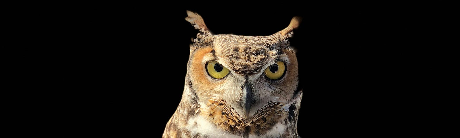 An Owl with a black background in the photo.