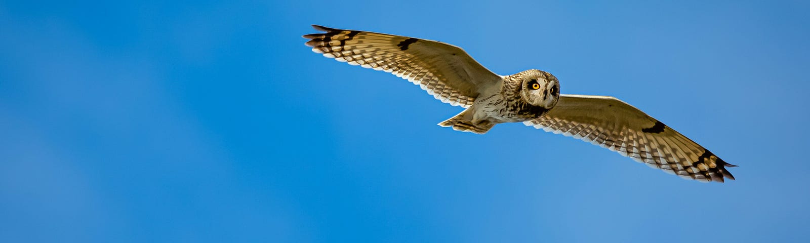 A flying Owl