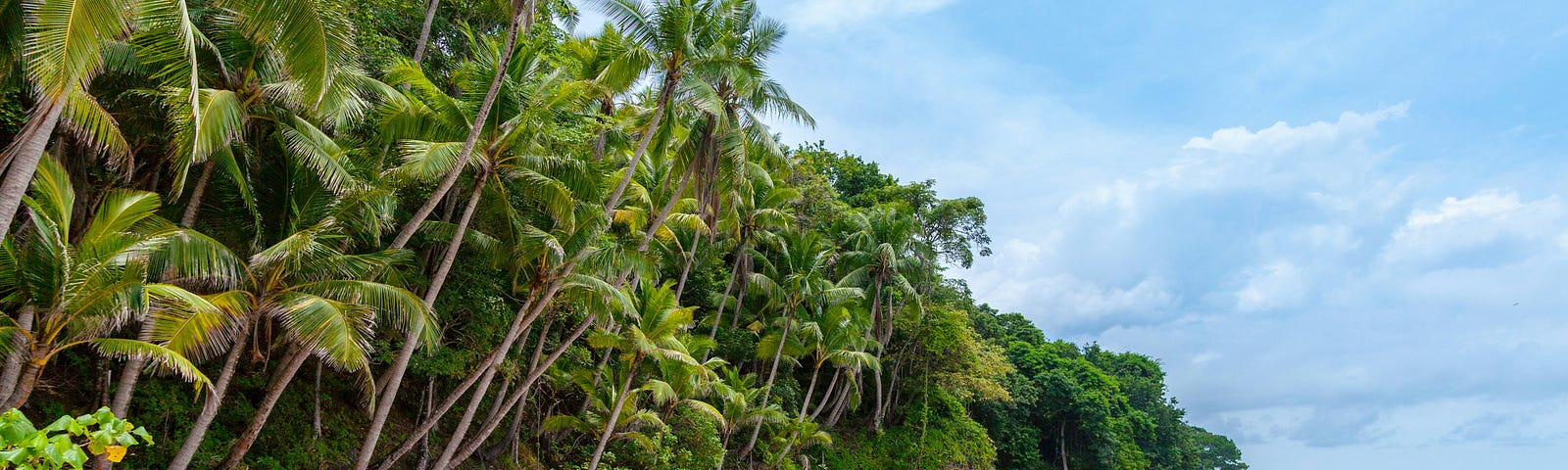 The beach with palm trees, sand and the ocean.