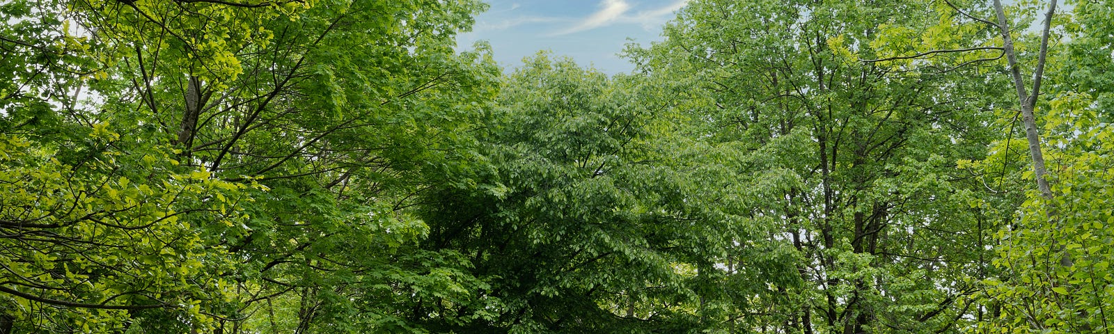 Woodland in spring.