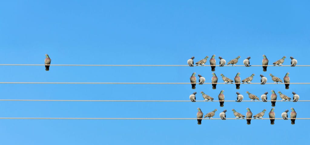 A flock of birds on utility wires. While most of the birds are grouped together on the right, one is alone on the left.