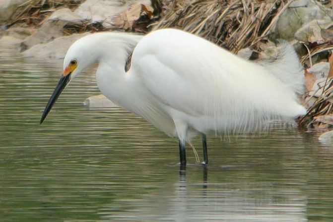 A photograph in color of a snowy egret standing in gentle ripples of water. Behind and to the side of the egret are plants and rocks.