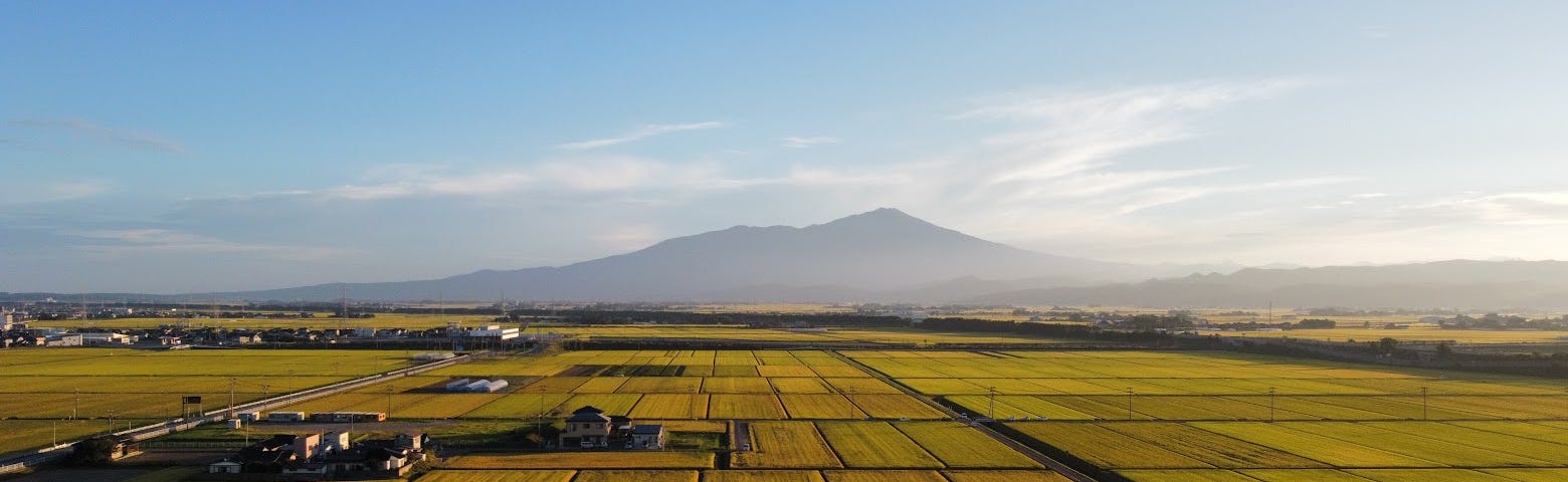 Chokai-san (Mt. Chokai) stands tall in the blue sky above the golden rice fields of Sakata City.