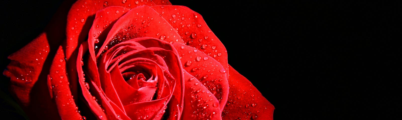 A Beautiful Red Rose With Dewdrops on its Petals in a Dark Background