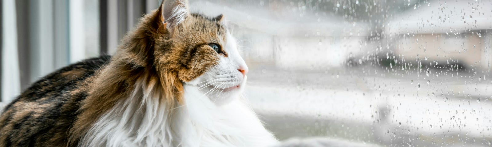 cat looking out the window at a rainy day
