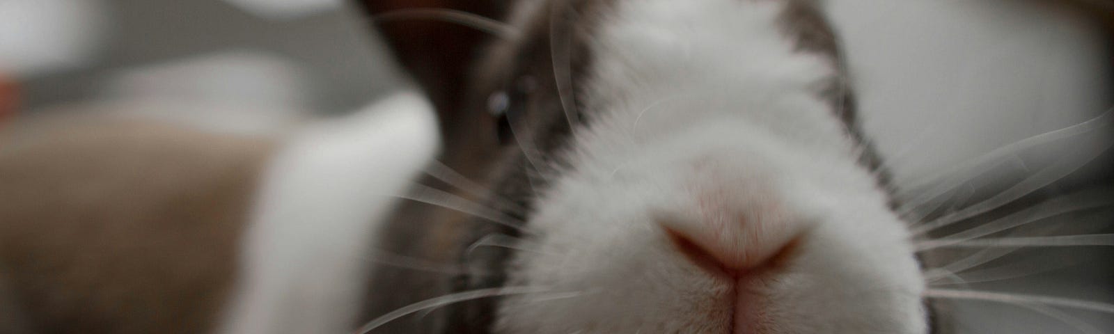 Close up frontal shot of black and white bunny sniffing the camera curiously.