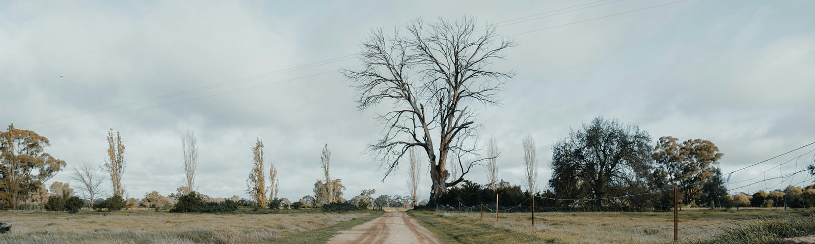 A dirt road disappears into the cloudy horizon with a stark, leafless tree in the distance.
