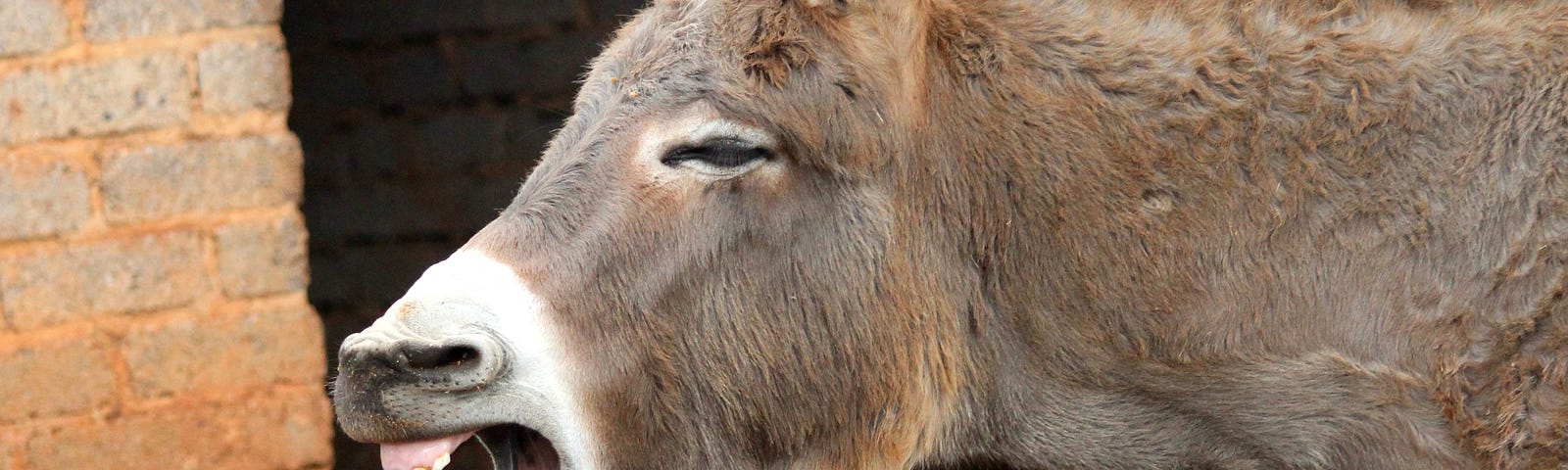 A donkey appears to be laughing