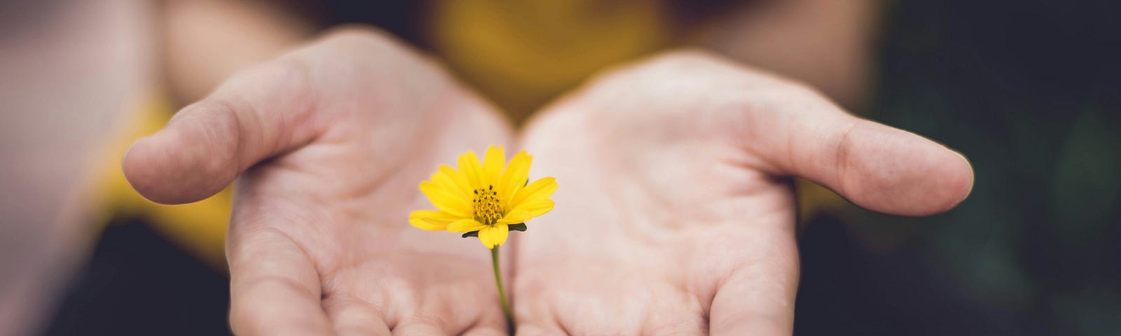 Close-up of open hand palms presenting a yellow flower to the camera